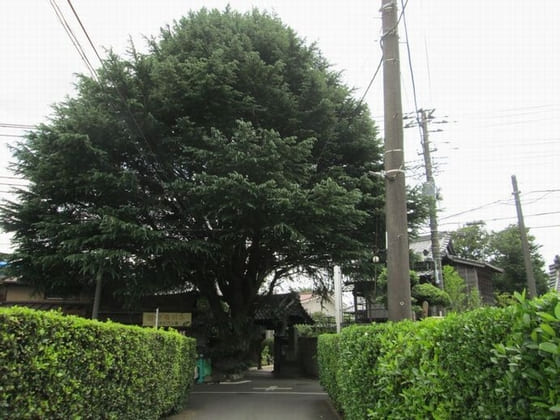 ヒマラヤスギのある小道（Himaraya Cedar)
