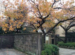 秋の八重桜